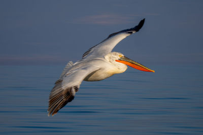 Close-up of bird flying against sky