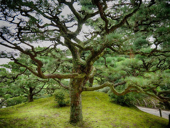 Low angle view of trees against sky