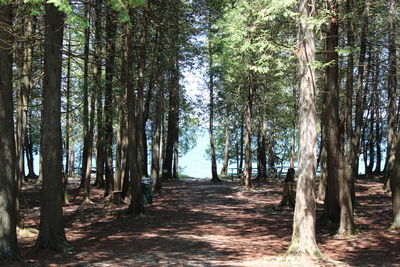 Trees growing in forest against sky