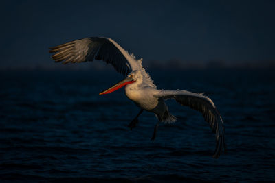 Bird flying over lake