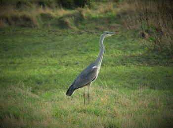 Gray heron on field