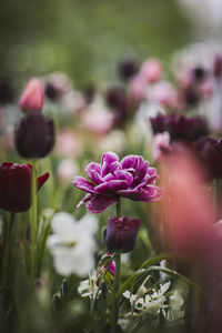 Close-up of pink flowering plant