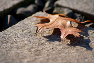 High angle view of dried leaf on land