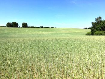 Scenic view of agricultural field against clear sky