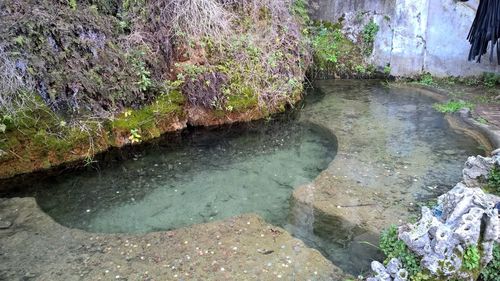 Plants growing on rocks by water