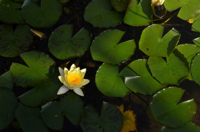 High angle view of flowering plant