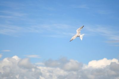 Low angle view of bird flying against sky