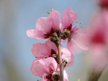 Close-up of bee on pink flower