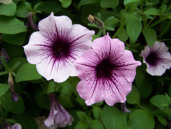 Close-up of pink flowers