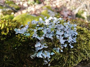 Close-up of snow on plant