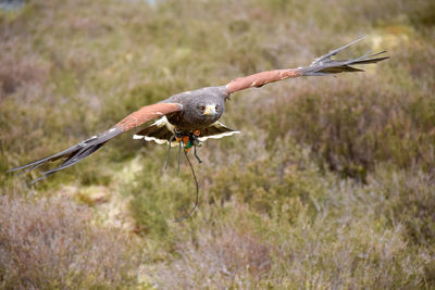 Bird flying over a field