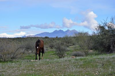 Horse standing in a field