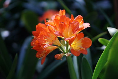 Close-up of orange flower