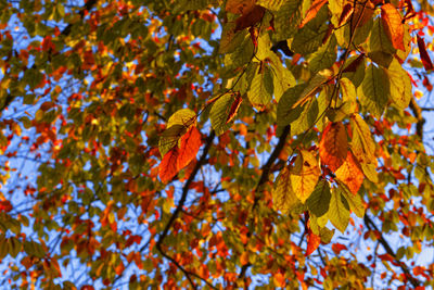 Low angle view of beech  leaves on tree