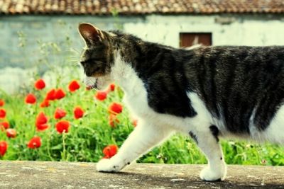 Close-up of cat looking up