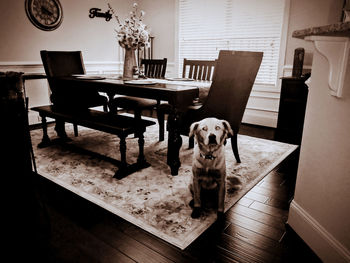 Portrait of dog sitting on table at home