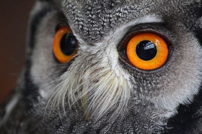 Close-up portrait of owl