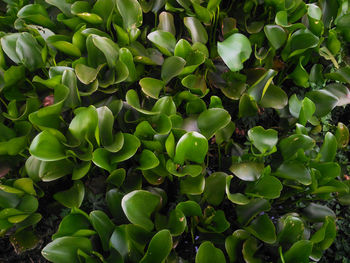 Full frame shot of fresh green plants