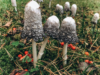 Close-up of mushrooms growing on land