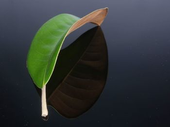 Close-up of green leaves floating on water