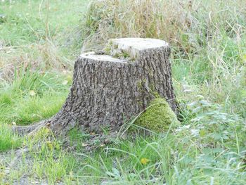Tree stump on field