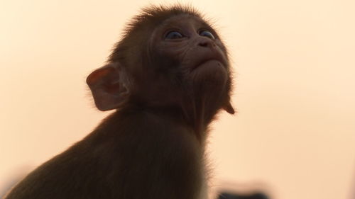 Close-up portrait of monkey