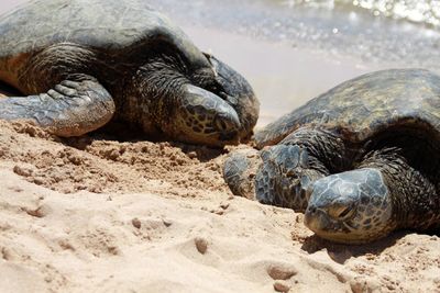 Close-up of turtle on beach