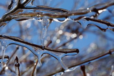 Close-up of twigs