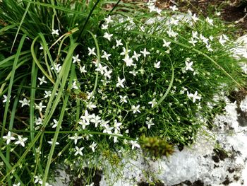 High angle view of white flowering plants on snow field