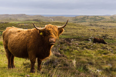 Cow standing on field