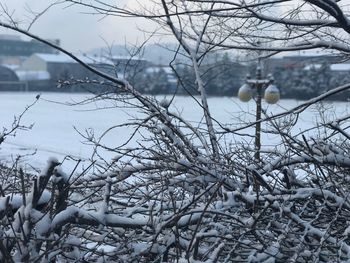 Close-up of frozen bare tree against sky