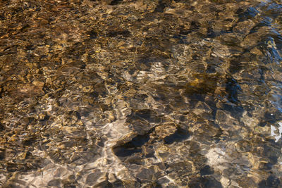 High angle view of dead plants in sea