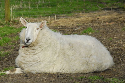 View of a sheep in a field