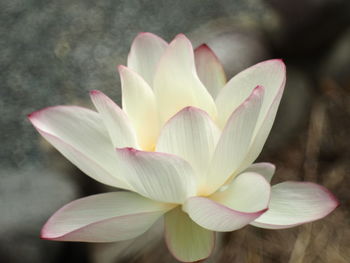 Close-up of white flower