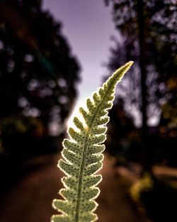 Close-up of fern against sky