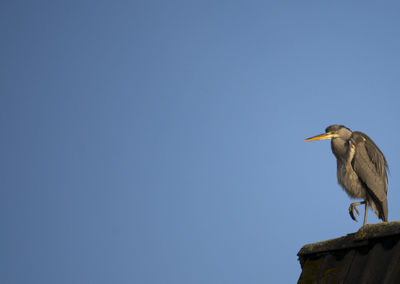 Low angle view of heron perching on rooftop against clear blue sky