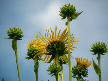 Low angle view of yellow flowering plant against sky