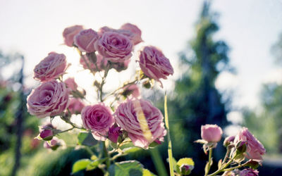 Close-up of pink flowering plants against sky