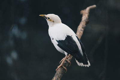 Close-up of bird perching on branch