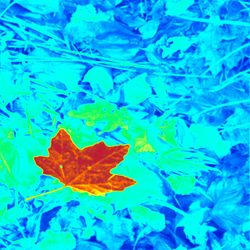 leaf