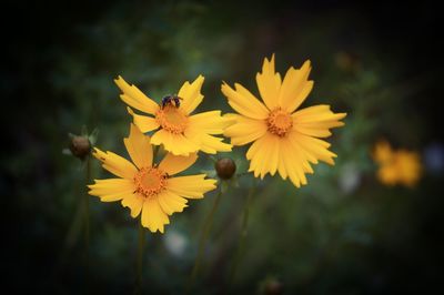 Close-up of yellow flower