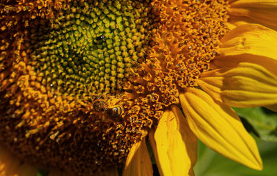 A bee gathering nectar from sunflower