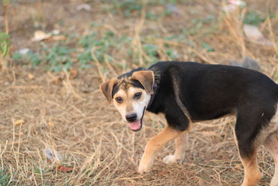 Portrait of dog on field