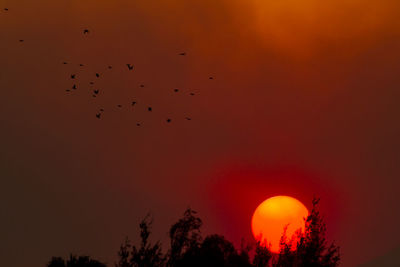 Silhouette trees against sky during sunset