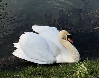 View of swan swimming in lake