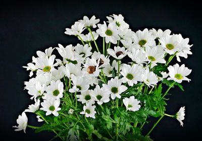 White flowering plant against black background