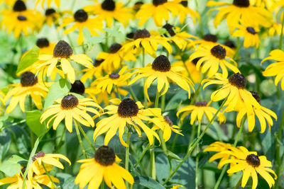 Close-up of yellow daisy flowers