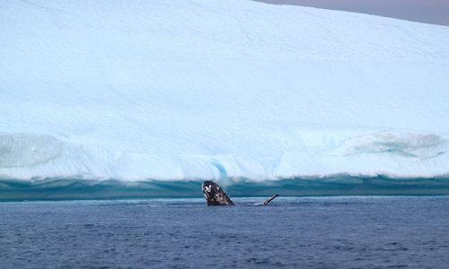 Whale swimming against an iceberg in greenland