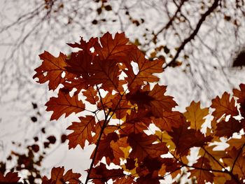Close-up of maple leaves on tree