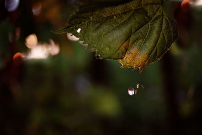 Close-up of wet leaves on plant during autumn